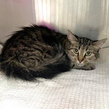 Roxy -  Domestic Medium Hair Cat for Adoption in Warrensburg, Missouri - Roxy | PetCurious