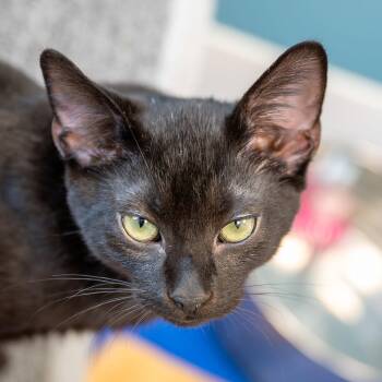 Pretzel -  Domestic Short Hair Cat for Adoption in Reston, Virginia - Pretzel | PetCurious