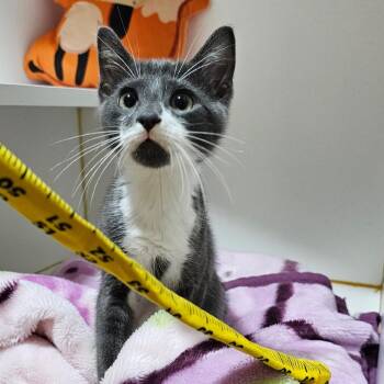 Herbie -  Domestic Short Hair Cat for Adoption in Walden, New York - Herbie | PetCurious
