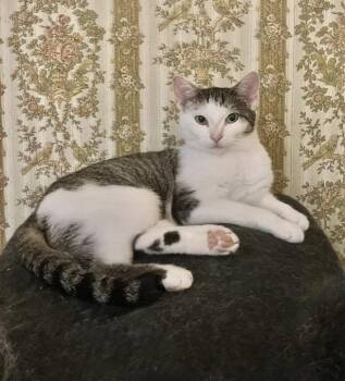 American Shorthair Cats Available for Adoption - Willow | PetCurious