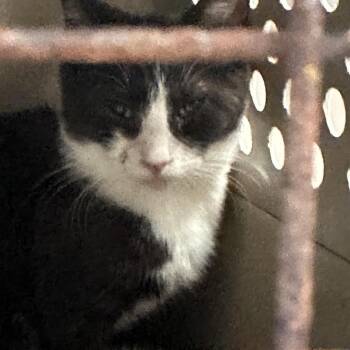 Domestic Short Hair Cats Available for Adoption in Newark, New Jersey - Mantis | PetCurious