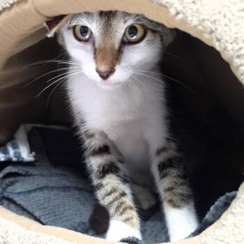 Mighty -  Domestic Short Hair Cat for Adoption in Michigan City, Indiana - Mighty | PetCurious