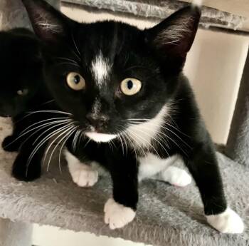 Rescue Domestic Short Hair Cats for Adoption in Crofton, Maryland - Spike (aka Spikeman) | PetCurious