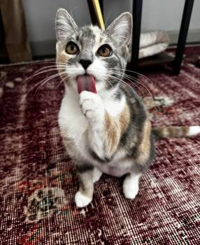 Domestic Medium Hair Cats Available for Adoption - Glinda | PetCurious