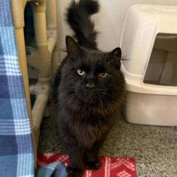 Wetherby -  Domestic Long Hair and Maine Coon Cat for Adoption in Penn Yan, New York - Wetherby | PetCurious