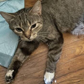Kanga -  Domestic Short Hair Cat for Adoption in Bel Air, Maryland - Kanga | PetCurious