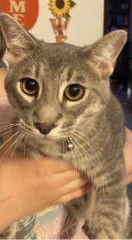 Rescue Domestic Short Hair Cats for Adoption in Visalia, California - Sammy | PetCurious