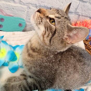 Zappa -  Domestic Short Hair Cat for Adoption in Harrisonburg, Virginia - Zappa | PetCurious