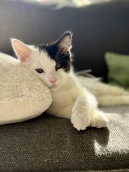 Meatball -  Domestic Medium Hair Cat Available for Adoption in Portland, Oregon - Meatball | PetCurious