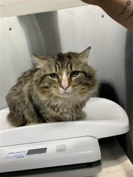Domestic Medium Hair Cats Available for Adoption in Fairbanks, Alaska - ARLO | PetCurious