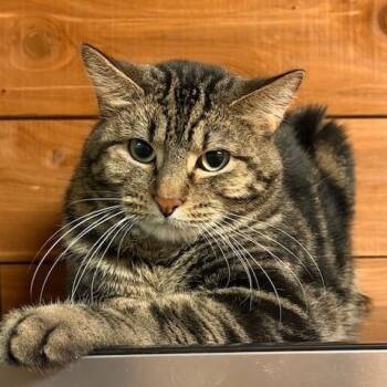 Domestic Medium Hair Cats Available for Adoption in Corsicana, Texas - Frank And Anna | PetCurious