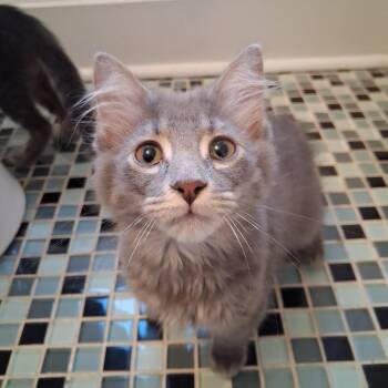 Rose -  Domestic Long Hair Cat for Adoption in Pittsburgh, Pennsylvania - Rose | PetCurious
