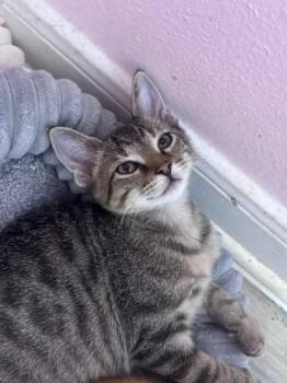 Missile Launcher -  Domestic Short Hair Cat for Adoption in San Antonio, Texas - Missile Launcher | PetCurious