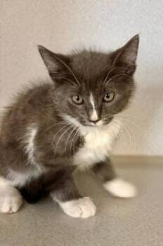 Ophelia -  Domestic Short Hair Cat for Adoption in Winter Haven, Florida - Ophelia | PetCurious