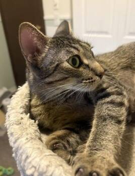 Katrina -  Domestic Short Hair Cat for Adoption in Battle Creek, Michigan - Katrina | PetCurious