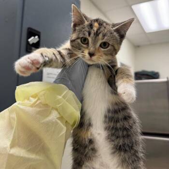 Seven second rule -  Domestic Short Hair Cat for Adoption in Pekin, Illinois - Seven Second Rule | PetCurious