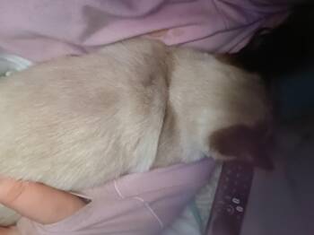 Rescue Snowshoe Cats for Adoption in Mount Pleasant, Texas - Sandwich | PetCurious