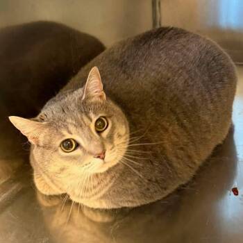 Precious -  Domestic Short Hair Cat for Adoption in Elyria, Ohio - Precious | PetCurious