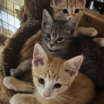 Ruby in Baltimore, MD -  Domestic Short Hair Cat Available for Adoption - Ruby In Baltimore, MD | PetCurious