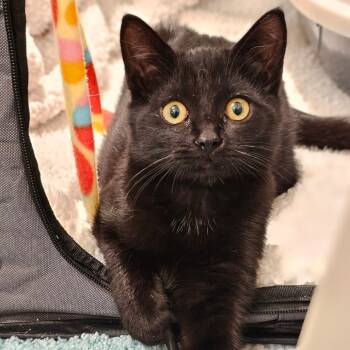 Rescue Domestic Short Hair Cats for Adoption in Fairfax, Virginia - Marley | PetCurious