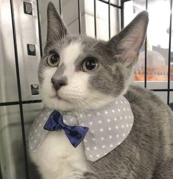 Rescue American Shorthair Cats for Adoption in Vacaville, California - William | PetCurious