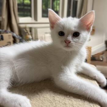 Domestic Short Hair Cats Available for Adoption in Portland, Oregon - Egret | PetCurious