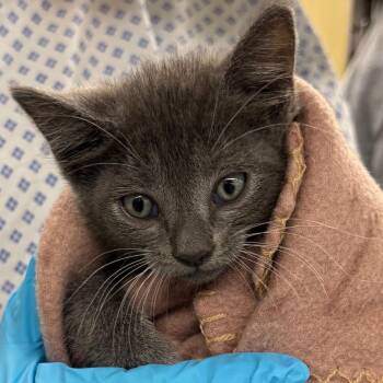 Colby -  Domestic Short Hair Cat for Adoption in West Palm Beach, Florida - Colby | PetCurious