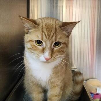 Blaze -  Domestic Short Hair Cat Available for Adoption in Shinnston, West Virginia - Blaze | PetCurious