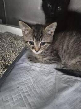 PintoBean -  Domestic Short Hair Cat for Adoption in Simcoe, Ontario - PintoBean | PetCurious