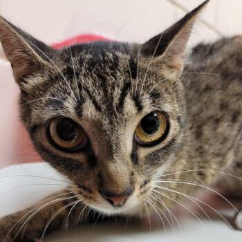 TNVR -  Domestic Short Hair Cat for Adoption in Lake Panasoffkee, Florida - TNVR | PetCurious