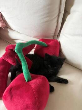 MOXIE -  Domestic Medium Hair and Domestic Short Hair Cat for Adoption in Omaha, Nebraska - MOXIE | PetCurious