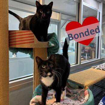 Percy & Batman -  Domestic Short Hair Cat for Adoption in Ashland, Massachusetts - Percy & Batman | PetCurious