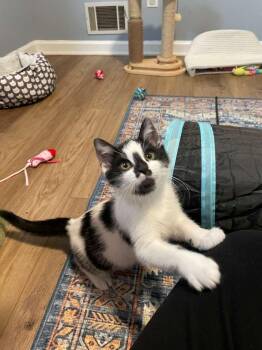 Domestic Short Hair Cats Available for Adoption - Oreo Blizzard (bonded With Rocky Road) | PetCurious