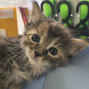 Domestic Long Hair Cats Available for Adoption in Moses Lake, Washington - Tulip | PetCurious