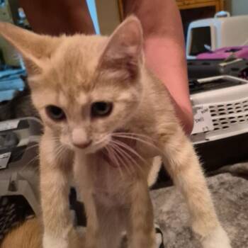Grab bag -  Domestic Short Hair Cat for Adoption in Grantsville, Utah - Grab Bag | PetCurious