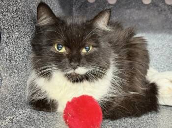 Domestic Short Hair Cats Available for Adoption - Furby | PetCurious