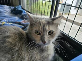 Sherri Baby -  Domestic Short Hair Cat for Adoption in Southbury, Connecticut - Sherri Baby | PetCurious