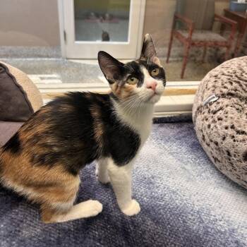 Mochi -  Domestic Short Hair Cat for Adoption in Fresno, California - Mochi | PetCurious