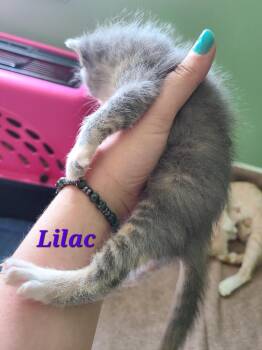 Lilac -  Domestic Short Hair Cat for Adoption in Portland, Indiana - Lilac | PetCurious