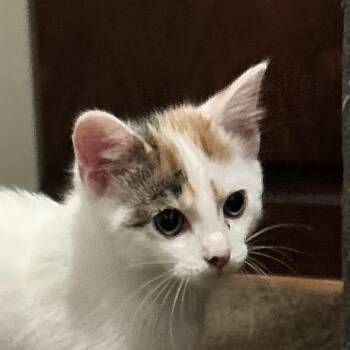 Julianna -  Domestic Short Hair Cat for Adoption in Carmel, Indiana - Julianna | PetCurious
