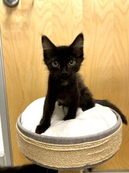 Slim Easy -  Domestic Short Hair Cat for Adoption in Topeka, Kansas - Slim Easy | PetCurious