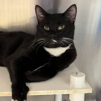 Cupcake -  Domestic Short Hair and Tuxedo Cat for Adoption in Winchendon, Massachusetts - Cupcake | PetCurious