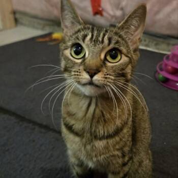Miranda - Easy-going Sweetheart -  Tabby Cat for Adoption in Hamilton, Ontario - Miranda - Easy-going Sweetheart | PetCurious