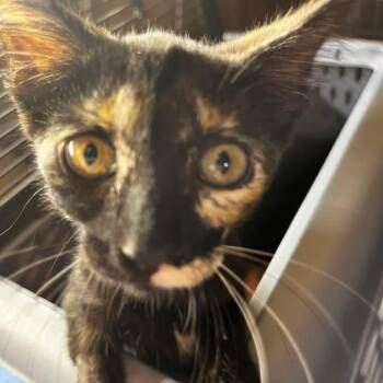 Viva BD -  Domestic Short Hair Cat for Adoption in Austin, Texas - Viva BD | PetCurious