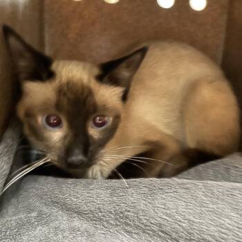 Latte -  Siamese Cat for Adoption in Pasadena, California - Latte | PetCurious