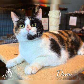 Diva -  Domestic Short Hair Cat for Adoption in Youngwood, Pennsylvania - Diva | PetCurious