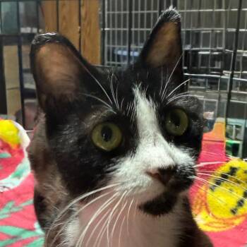 SMALL FRY -  Domestic Short Hair Cat for Adoption in Gresham, Wisconsin - SMALL FRY | PetCurious