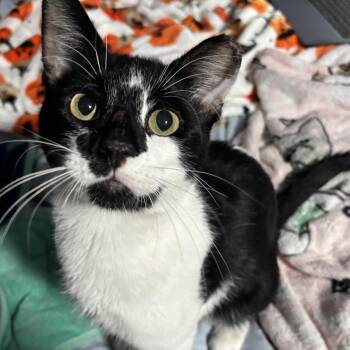 Polar Pop -  Domestic Short Hair Cat for Adoption in Port Charlotte, Florida - Polar Pop | PetCurious