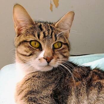 Domestic Short Hair Cats Available for Adoption in Wappingers Falls, New York - Kate | PetCurious