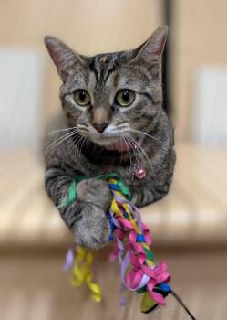 Hira -  Domestic Short Hair Cat for Adoption in Pearland, Texas - Hira | PetCurious